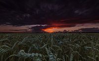 Bedrohlicher Himmel über einem Weizenfeld. von Marcel Kerdijk Miniaturansicht