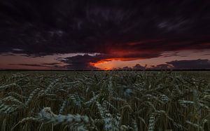 Bedrohlicher Himmel über einem Weizenfeld. von Marcel Kerdijk
