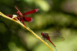 Libellules rouges sur Jeroen Meeuwsen