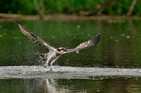 Osprey