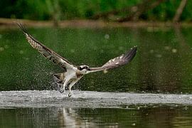 Balbuzard pêcheur sur Jan van Vreede
