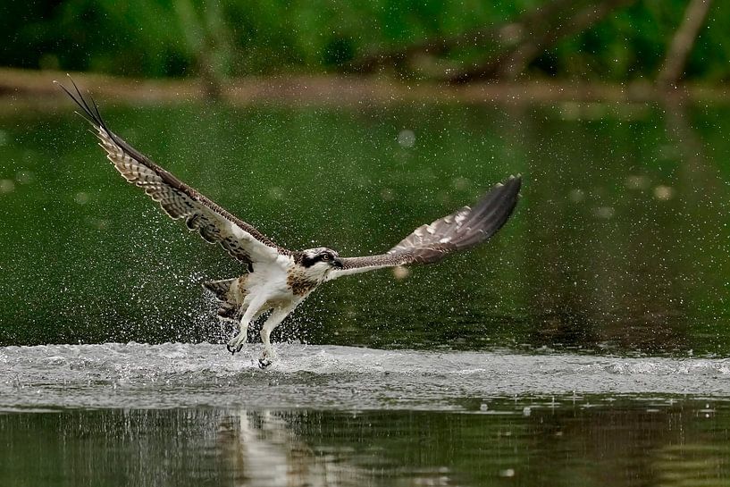 Osprey by Jan van Vreede