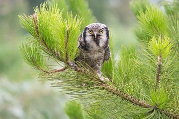 Sperweruil tussen het groen van Petra Vastenburg