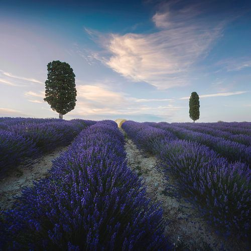 Lavendelveld en twee bomen. Toscane, Italië