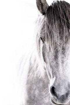Geflüster der Einfachheit - Ein Pferdeporträt in monochromen Farbtönen von Femke Ketelaar