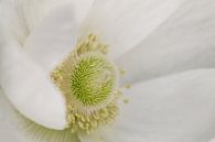 Anemone - Mystic White von Dagmar Hijmans Miniaturansicht