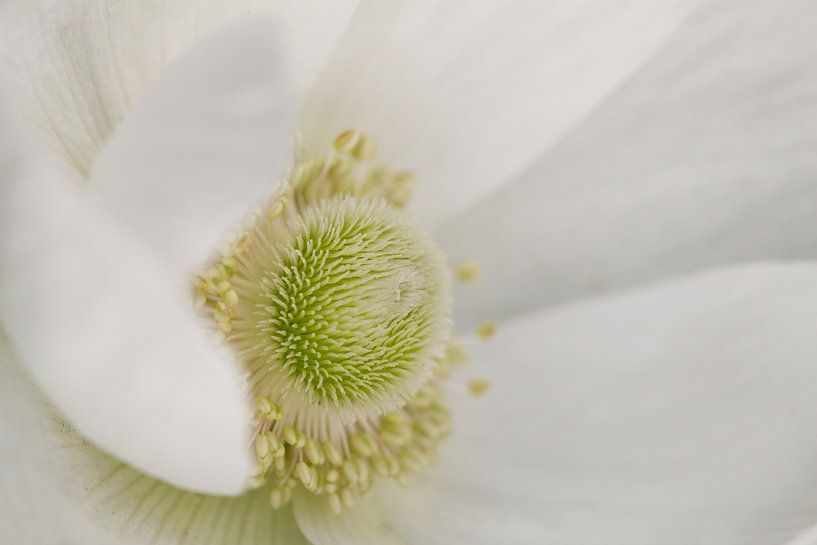 Anemone - Mystic White von Dagmar Hijmans