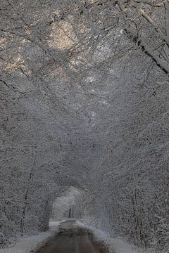 Winter, snow in the Wilgenhof of Beetsterzwaag Opsterland Friesland