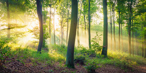 Lumière d'automne dans la forêt