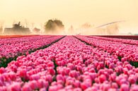 Pink Tulips von Dennis van de Water Miniaturansicht