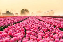 Pink Tulips