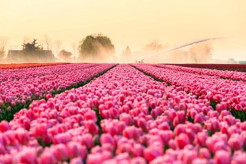 Pink Tulips van Dennis van de Water