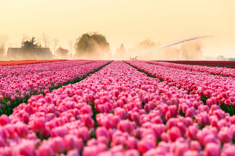 Pink Tulips von Dennis van de Water
