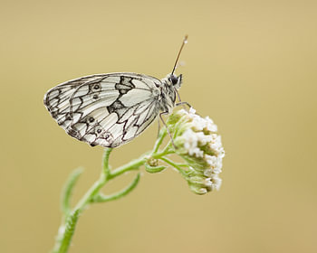 Checkerboard with dewdrops