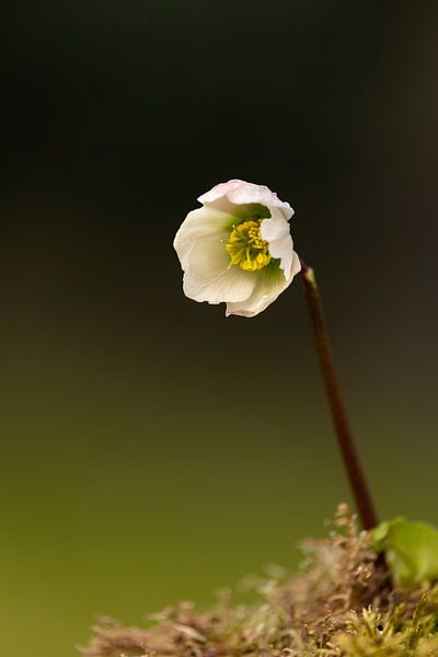 Witte Helleborus van Mayra Fotografie