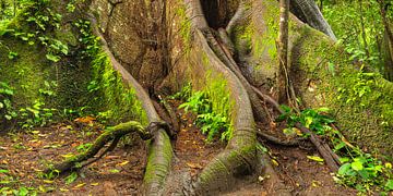 Kapok tree in the rainforest in Costa Rica by Markus Lange