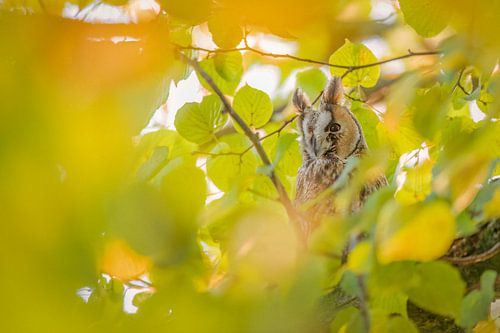 Owl in autumn setting by Larissa Rand