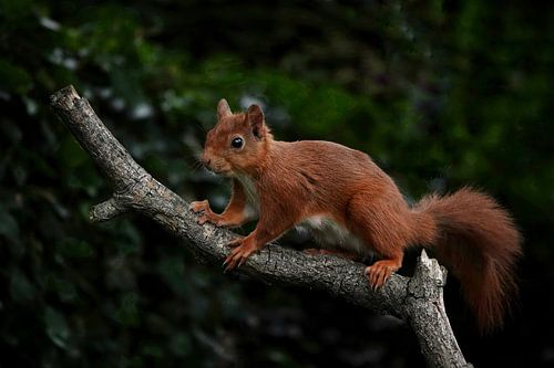 Gibt es hier irgendwelche Leckereien?