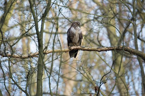 Buizerd in het bos