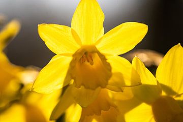 Daffodil in the morning light by Miranda Vleerlaag