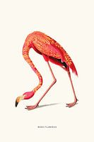 Boho flamingo