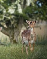 Damhert in de duinen