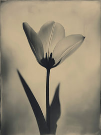 Tulip in Soft Light No. 20 by Studio Silver & Sepia