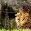 Lion, roi des animaux sur Ann Motet