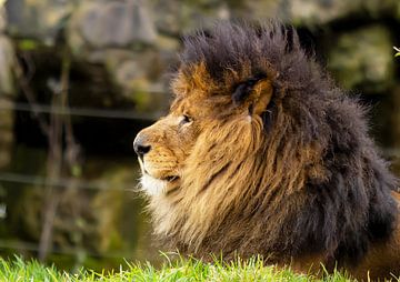 Leeuw, koning der dieren van Ann Motet