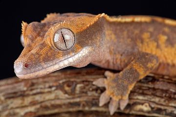 Wimpergekko (Correlophus ciliatus) van Ronald Pol