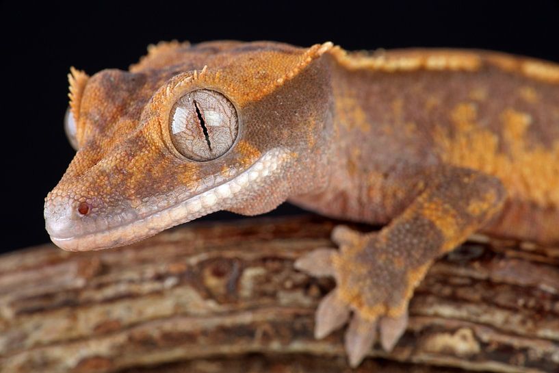 Crested Gecko (Correlophus ciliatus) by Ronald Pol
