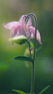 Bloemen in Nederland