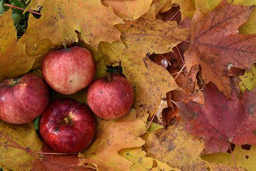 De herfstoogst in de tuin