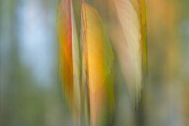 Pastel colours. (An abstract autumn composition). by Duinstee Gallery