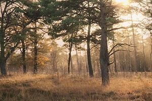 Die goldene Stunde von Lisa Bouwman