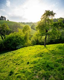 Spring Fever by Joris Machholz