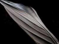 Feuilles de Strelitzia - foncé