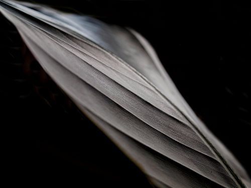 Strelitzia Blätter - dunkel