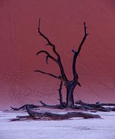 Dode boom in Dead Vlei