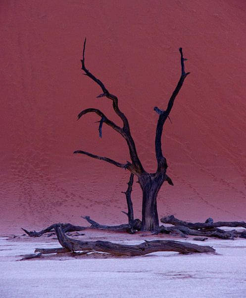 Dead tree in Dead Vlei by Christel Nouwens- Lambers
