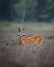 Reebok on the Westerheide by Tom Zwerver