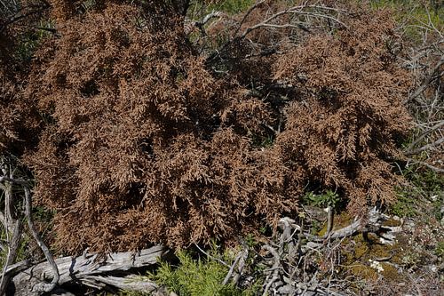 Stilleven van uitgedroogd hout in de natuur