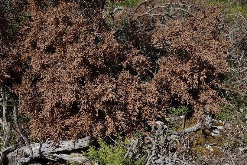 Stilleven van uitgedroogd hout in de natuur van SACKGASSE