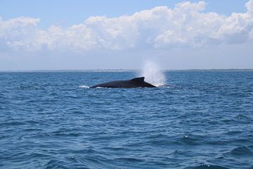 Baleines à bosse d'Afrique du Sud sur Ramon Beekelaar