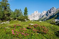 Roses alpines dans les montagnes par Coen Weesjes Aperçu