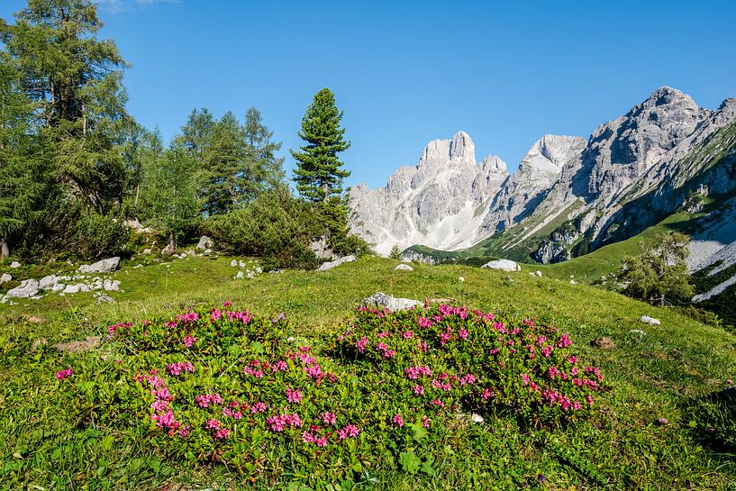 Roses alpines dans les montagnes par Coen Weesjes