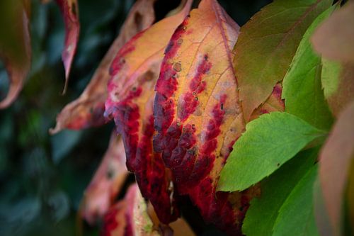 De kleuren van de herfst in verschillende pracht