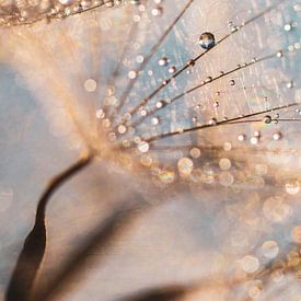 Harmonie und Balance von Daniela Beyer