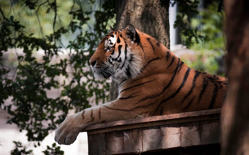 Amurtiger von Eveline van Beusichem