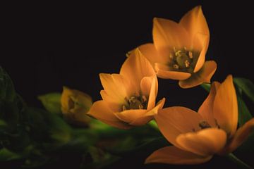 Little orange flowers dark & moody van Sandra Hazes